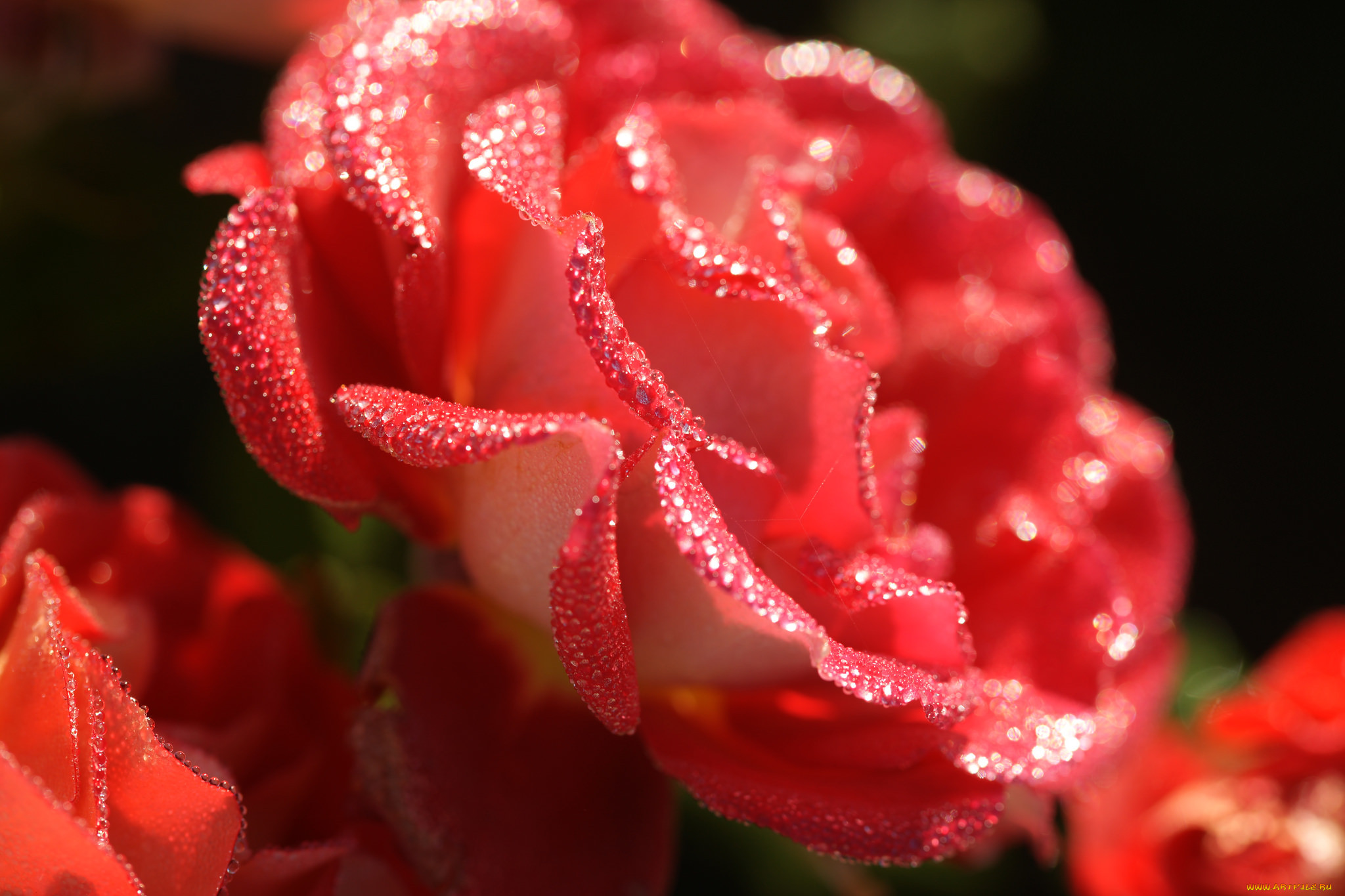 , , blossoms, leaves, petals, bud, rose, , , , , 